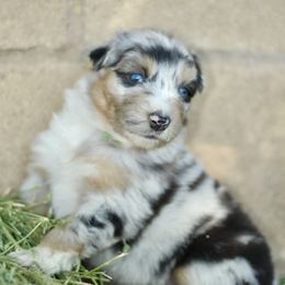 Crocodilo BM Male 4 - Blue merle male Australian Shepherd puppy in Yucaipa, California from Oro’z Farm Aussies
