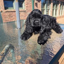 Banshee - Black female Cocker Spaniel puppy in Theodosia, Missouri from Show'NTail Cockers