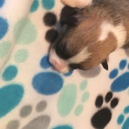 Pembroke Welsh Corgi Puppies from Red Elephant Farms