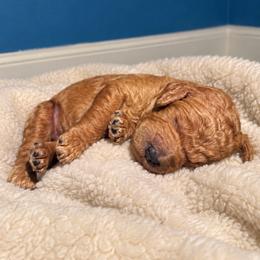 Salem - Apricot male Poodle puppy in Milan, Tennessee from Twin Oak Goldendoodles