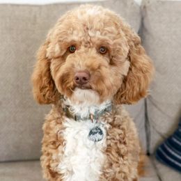 Evelyn - Goldendoodle