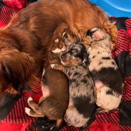 Luna - Fawn (isabella) and tan female Dachshund puppy in Aragon, Georgia from Daschunds Unlimited