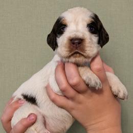 Drizella - Tri-Roan female English Springer Spaniel puppy in Fort White, Florida from Thunderbird Springers