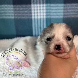 AKC BATMAN - Blue merle male Pomeranian puppy in Watkins Glen, New York from Wicked Spirits Pomeranians