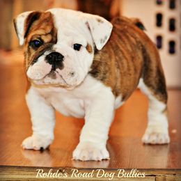 Bulldog and French Bulldog Puppies from Rohde's Road Dog Bullies