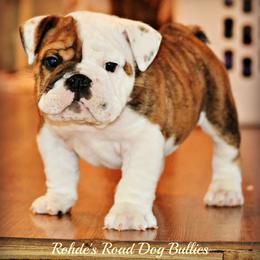 Bulldog and French Bulldog Puppies from Rohde's Road Dog Bullies