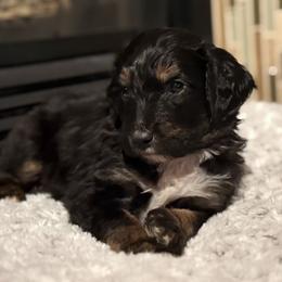 Snickers - Tri-color male Bernedoodle puppy in Monument, Colorado from Colorado Dreamin Doodles