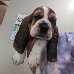 Basset Hound Puppies from Janelle's Basset Hounds