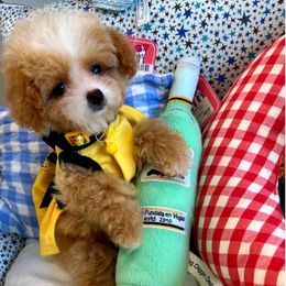 Soufflé - Apricot female Maltipoo puppy in Sugar Land, Texas from Celebrity Maltipoos