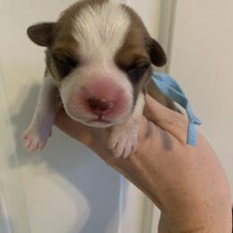 Icicle - Red male Pembroke Welsh Corgi puppy in Cumming, Georgia from Carter’s Corgis LLC