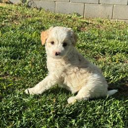 Nelly - Parti female Goldendoodle puppy in Lancaster, Kentucky from Dream Paws Puppies, LLC