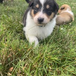 Collie Puppies from Heritage Valley Collies