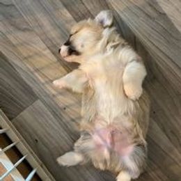 Pembroke Welsh Corgi Puppies from Timberside