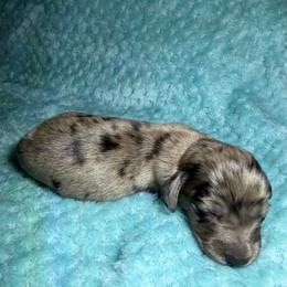 Snickers - Dapple male Dachshund puppy in Jarales, New Mexico from Poker Paws Dachshunds