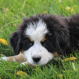 Della - Bernese Mountain Dog puppy from Arlin Horst's Bernese Mountain Dogs