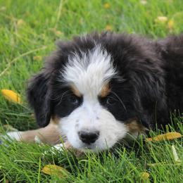 Della - Bernese Mountain Dog puppy from Arlin Horst's Bernese Mountain Dogs