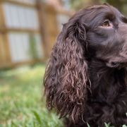 Boykin Spaniels and English Springer Spaniels from Eagle Trail Kennels