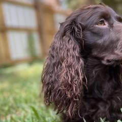 Boykin Spaniels and English Springer Spaniels from Eagle Trail Kennels