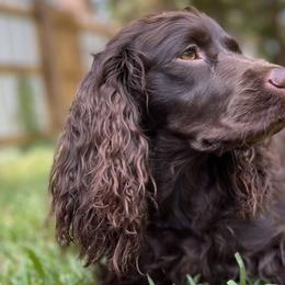 Boykin Spaniels and English Springer Spaniels from Eagle Trail Kennels