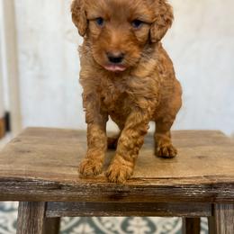 Janice - Red  female Goldendoodle puppy in Grove, Oklahoma from Guinn Family Farms