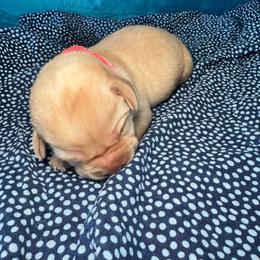 Peaches - Yellow female Labrador Retriever puppy in Marietta, South Carolina from Trust in the Lord Labradors