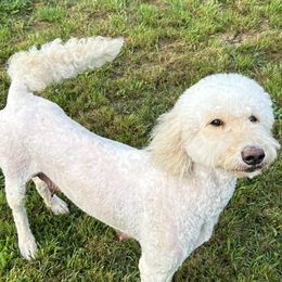 Millie - Goldendoodle