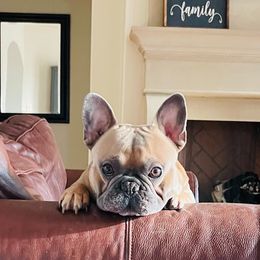 French Bulldogs from Valhalla Frenchies