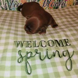 Girl 3 - Liver female Shih Tzu puppy in Wooster, Ohio from Mending Hearts Shih Tzu's