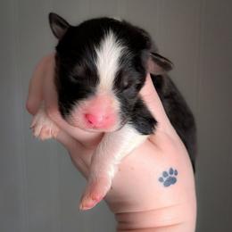 Daisy - Black tri-color female Australian Shepherd puppy in Georgetown, Texas from River Reign Australian Shepherds
