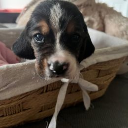 Anna - Black brown and white female Basset Hound puppy in Willow Spring, North Carolina from Blackberry Creek Basset Hounds