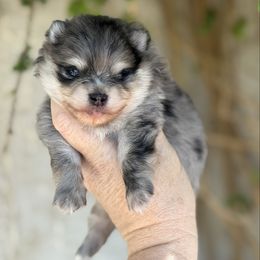 Boy 1 - Blue merle male Pomeranian puppy in Newport Beach, California from Exotic City Pomeranians and chihuahuas
