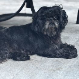 Desi - Shih Tzu