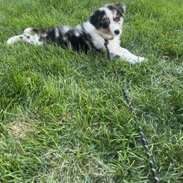 Australian Shepherd Puppies from Knight's Aussies