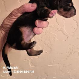 Peep AKC Black and tan mini dachshund, carries piebald and dilute. ( On hold while thriving) - Black and tan female Dachshund puppy in Las Cruces, New Mexico from The Dachshund Den