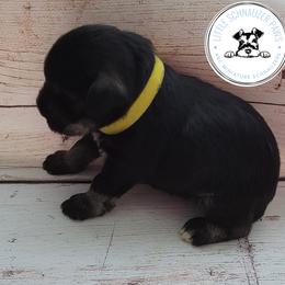 Miniature Schnauzer Puppies from Little Schnauzer Paws