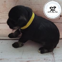 Miniature Schnauzer Puppies from Little Schnauzer Paws