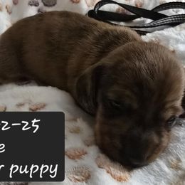 Black collar male - Sable male Dachshund puppy in North Carolina from Hilltop Aussies & dachshunds