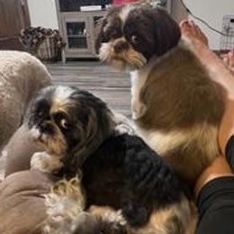 Aussiedoodles, Australian Shepherds, Shihpoos, and Shih Tzus from Rockiń N Kennel