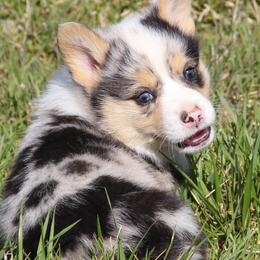 American Corgis and Pembroke Welsh Corgis from Flat Creek Corgis