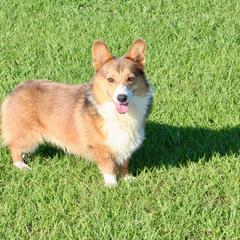 Sting - Pembroke Welsh Corgi