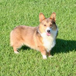 Sting - Pembroke Welsh Corgi