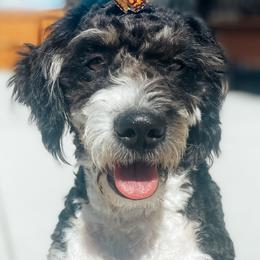 Bernedoodles and Labradoodles from All Bark