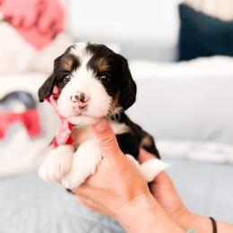 Bernedoodle, Goldendoodle, and Poodle Puppies from Teddy Doodles & Standard Poodles