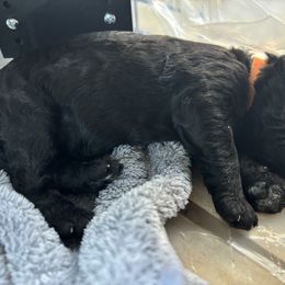 Aussiedoodle Puppies from The Klepper Homestead