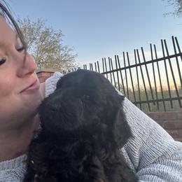 Goldendoodle Puppies from Arizona Doodles