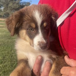 Xavier - Red tri-color male Australian Shepherd puppy in Oroville, California from Puppy Love Ranch Mini Aussies