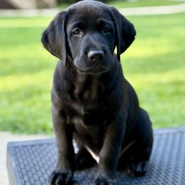 Bruno - Black male Labrador Retriever puppy in Loganville, Georgia from Silver Ridge Labradors of Georgia