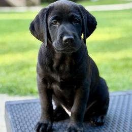 Bruno - Black male Labrador Retriever puppy in Loganville, Georgia from Silver Ridge Labradors of Georgia