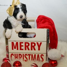 Sheepadoodle Puppies from The Farms Precious Doodles