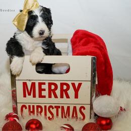 Sheepadoodle Puppies from The Farms Precious Doodles
